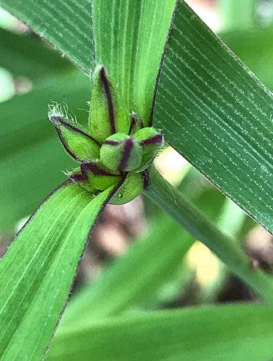 image of Tradescantia subaspera, Zigzag Spiderwort, Wide-leaved Spiderwort