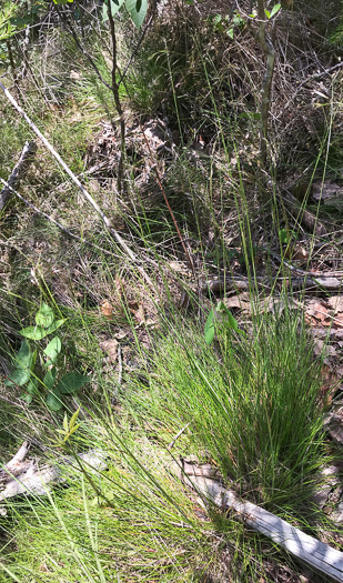 image of Avenella flexuosa, Appalachian Hairgrass, Crinkled Hairgrass, Common Hairgrass, Wavy Hairgrass