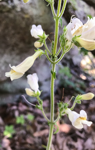 image of Penstemon sp. [of the Appalachian Piedmont], Beardtongue [Glassy Mtn HP]