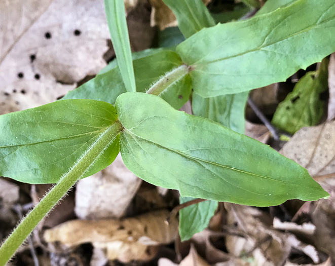 image of Penstemon sp. [of the Appalachian Piedmont], Beardtongue [Glassy Mtn HP]