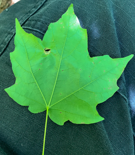 Acer leucoderme, Chalk Maple, Small Chalk Maple, White-bark Maple