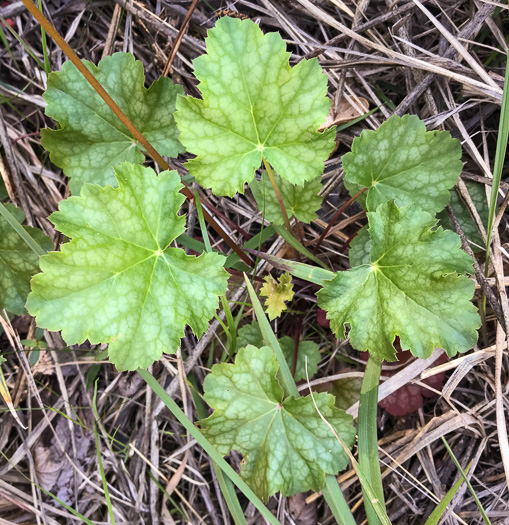 Heuchera americana, American Alumroot