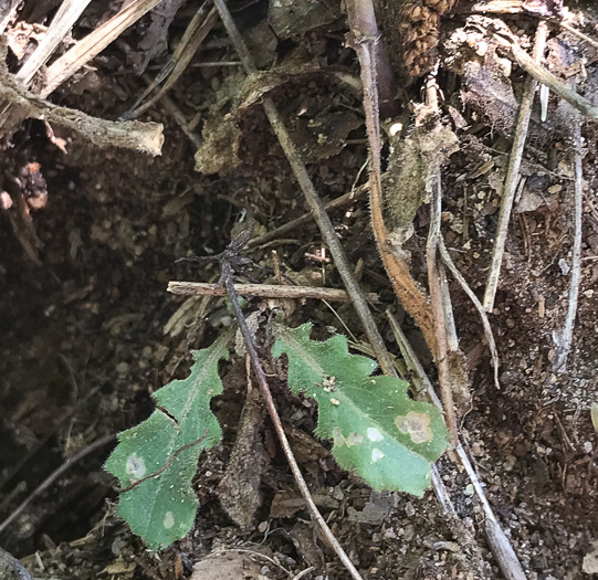 image of Borodinia canadensis, Canada Rockcress, Sicklepod