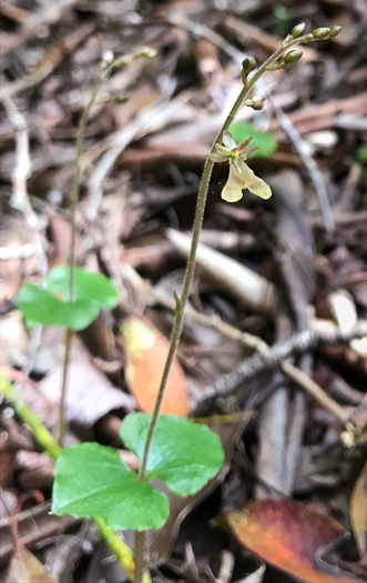 image of Neottia smallii, Kidneyleaf Twayblade, Appalachian Twayblade, Small's Twayblade