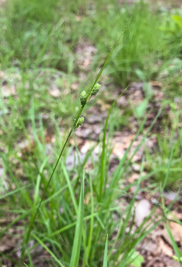 image of Carex swanii, Swan's Sedge