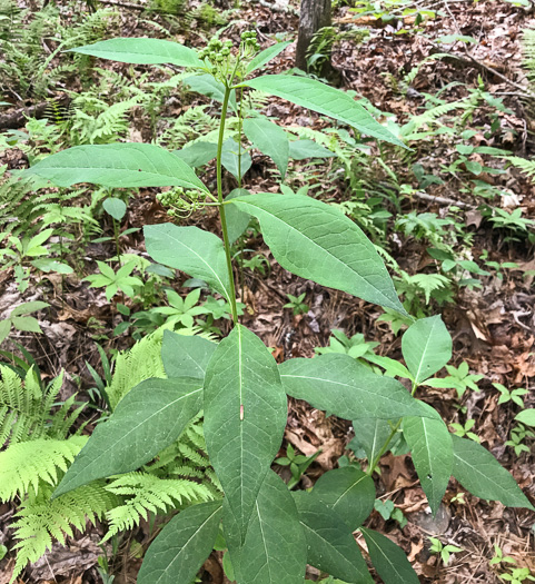 image of Asclepias exaltata, Poke Milkweed, Tall Milkweed