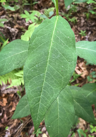 image of Asclepias exaltata, Poke Milkweed, Tall Milkweed