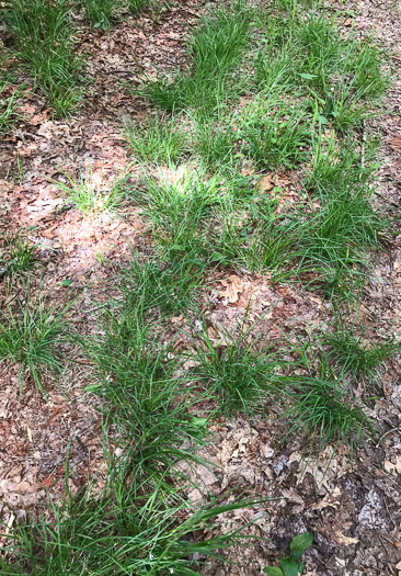 image of Carex virescens, Ribbed Sedge