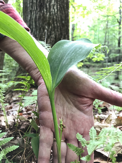 image of Convallaria pseudomajalis, American Lily-of-the-valley