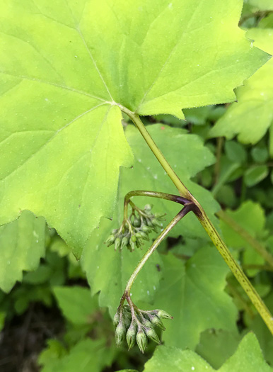 image of Hydrophyllum canadense, Mapleleaf Waterleaf, Broadleaf Waterleaf, Canada Waterleaf, Bluntleaf Waterleaf