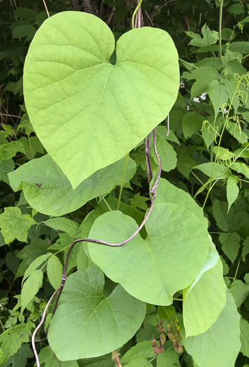 image of Isotrema macrophyllum, Dutchman's Pipe, Pipevine