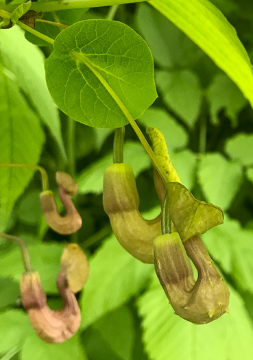 image of Isotrema macrophyllum, Dutchman's Pipe, Pipevine