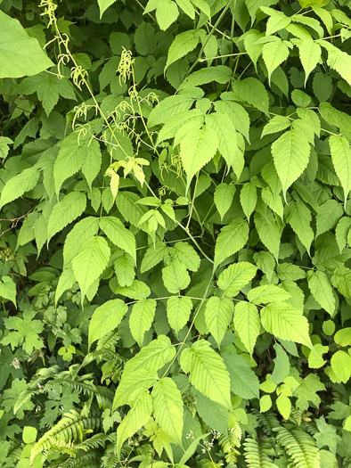 image of Astilbe biternata, Appalachian False Goatsbeard, Appalachian Astilbe