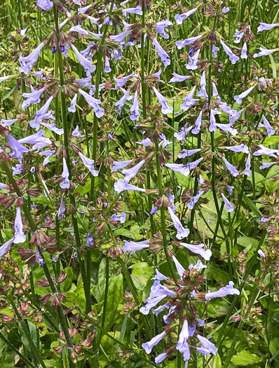 image of Salvia lyrata, Lyreleaf Sage, Cancer-weed