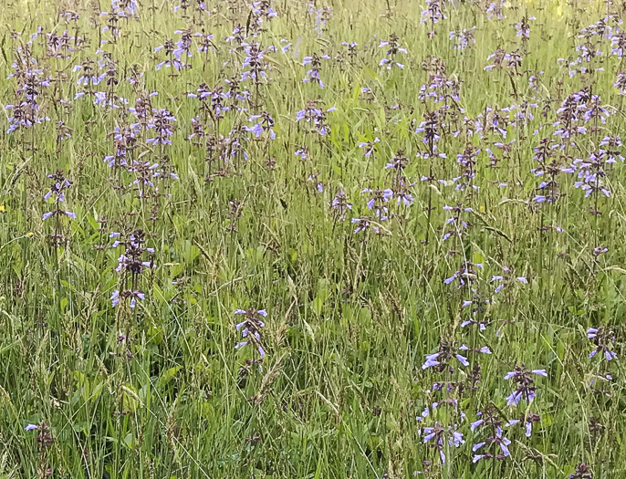 image of Salvia lyrata, Lyreleaf Sage, Cancer-weed