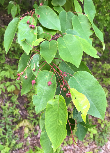 image of Amelanchier laevis, Smooth Serviceberry, Allegheny Serviceberry