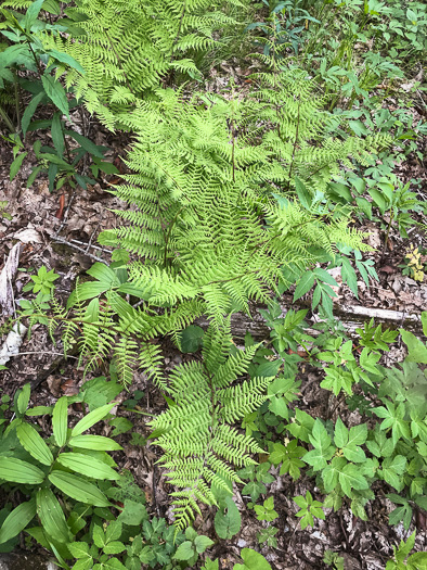 image of Athyrium asplenioides, Southern Lady Fern