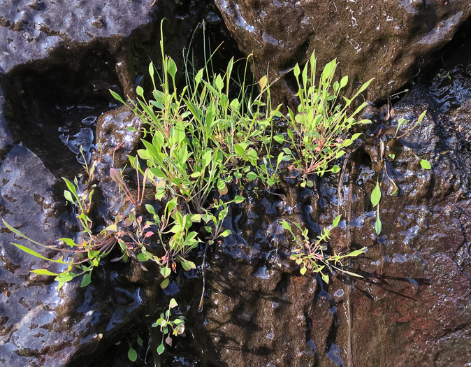 image of Krigia montana, Mountain Dwarf-dandelion, Mountain Cynthia