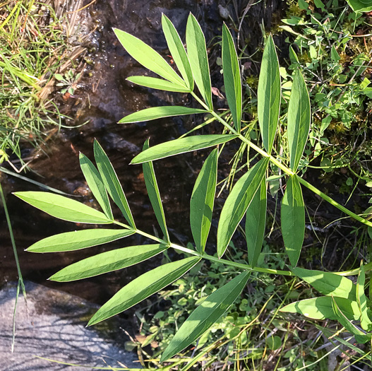 image of Oxypolis rigidior, Cowbane, Pig-potato, Stiff Cowbane