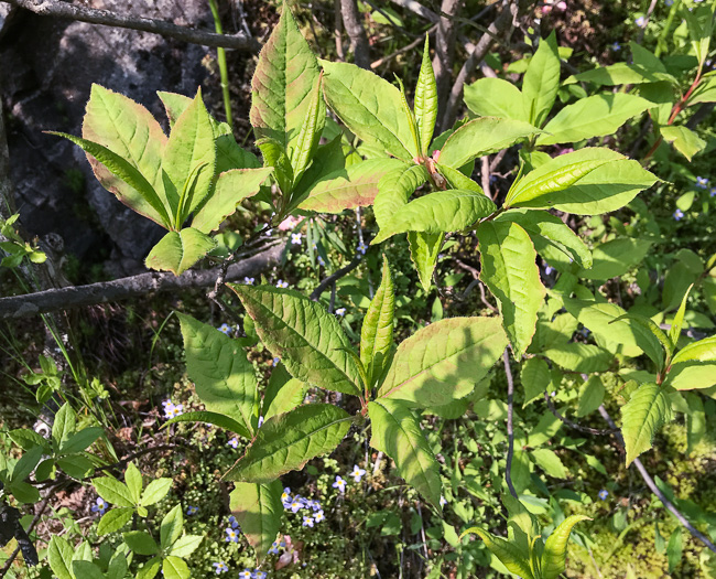 image of Rhododendron vaseyi, Pinkshell Azalea