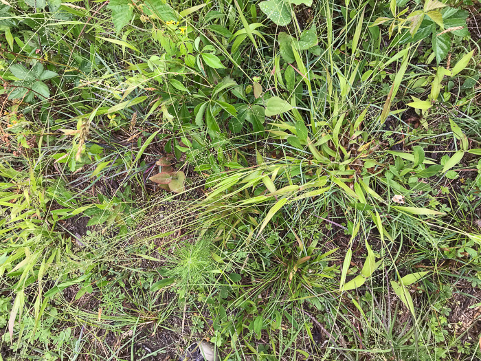 image of Dichanthelium acuminatum var. fasciculatum, Slender-stemmed Witchgrass, Western Woolly Witchgrass