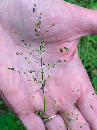 image of Dichanthelium acuminatum var. fasciculatum, Slender-stemmed Witchgrass, Western Woolly Witchgrass