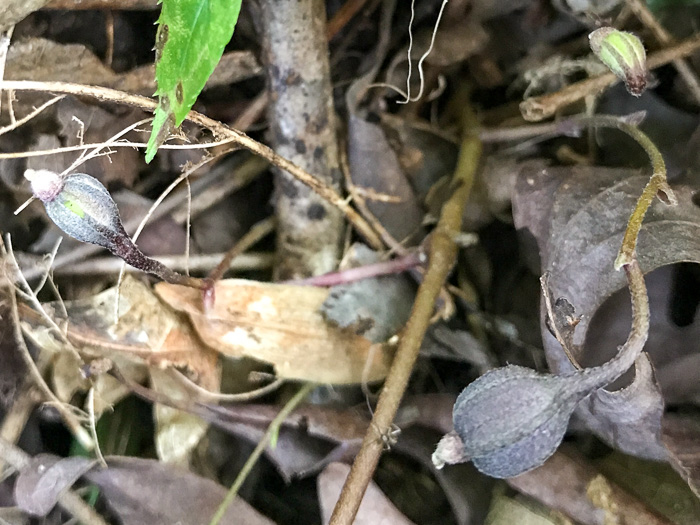 image of Endodeca serpentaria, Turpentine-root, Virginia Snakeroot, Serpent Birthwort