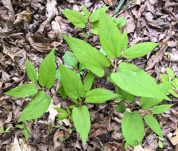 image of Endodeca serpentaria, Turpentine-root, Virginia Snakeroot, Serpent Birthwort