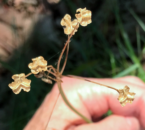 image of Nothoscordum bivalve, False Garlic, Grace Garlic