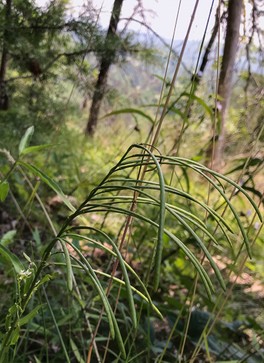 image of Borodinia missouriensis, Missouri Rockcress