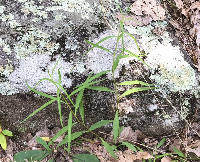 image of Campanula divaricata, Southern Harebell, Appalachian Bellflower