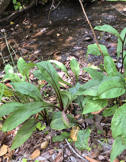 image of Solidago patula, Northern Roughleaf Goldenrod