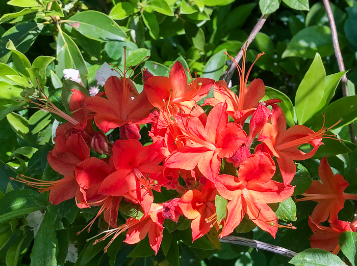 image of Rhododendron calendulaceum, Flame Azalea
