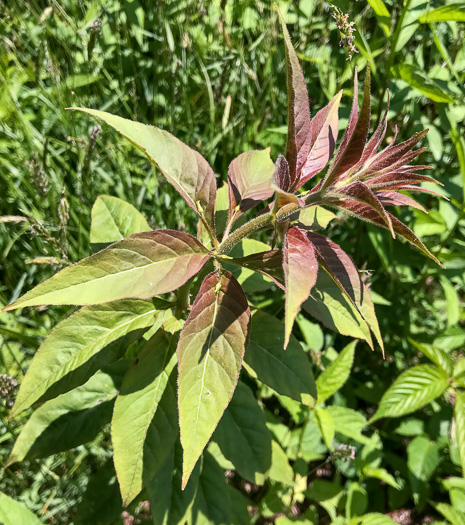 image of Lysimachia quadrifolia, Whorled Loosestrife