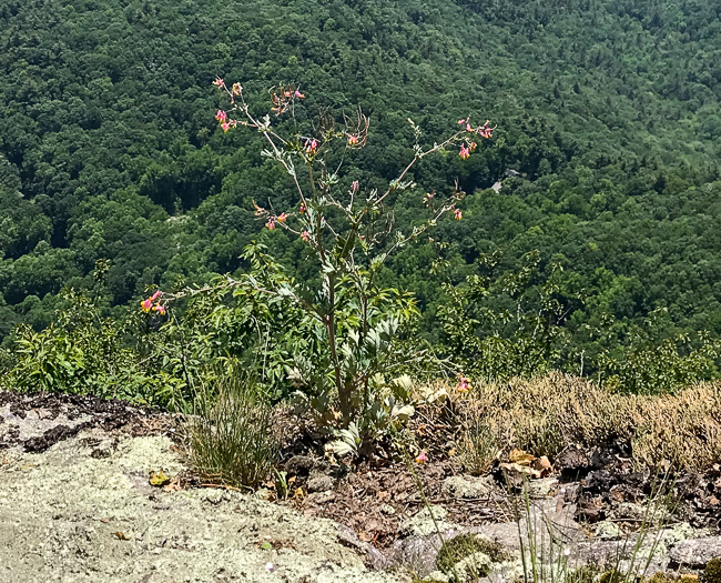 image of Capnoides sempervirens, Pale Corydalis, Rock Harlequin, Pink Corydalis, Tall Corydalis