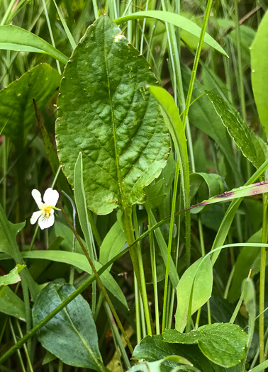 image of Viola primulifolia, Primrose-leaf Violet