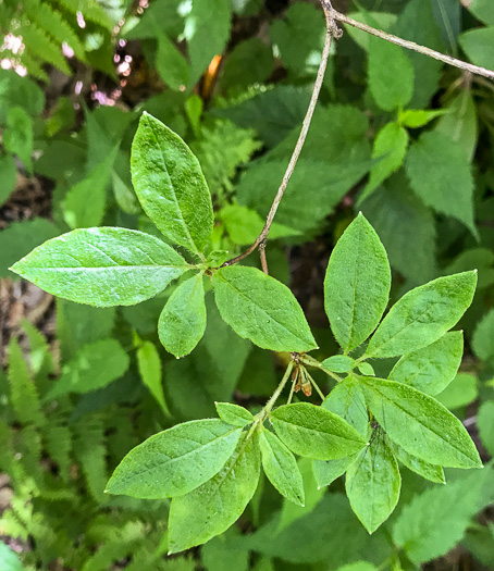 image of Rhododendron pilosum, Minniebush