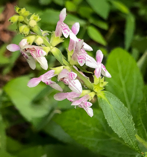 image of Stachys latidens, Broadtooth Hedgenettle