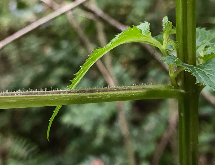 image of Scrophularia marilandica, Eastern Figwort, Carpenter's Square, Late Figwort