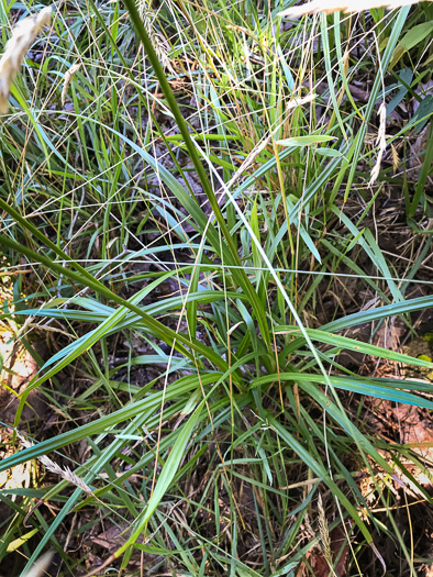 image of Cyperus retrofractus, Rough Flatsedge