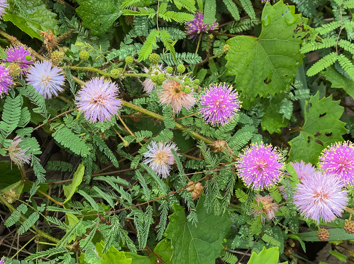 image of Mimosa microphylla, Littleleaf Sensitive-briar, Eastern Sensitive-briar