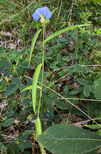 image of Commelina erecta var. erecta, Erect Dayflower, Slender Dayflower