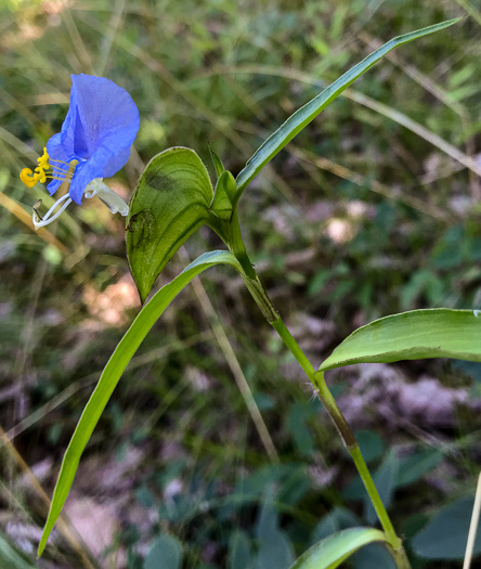 image of Commelina erecta var. erecta, Erect Dayflower, Slender Dayflower