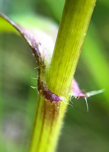 image of Commelina erecta var. erecta, Erect Dayflower, Slender Dayflower