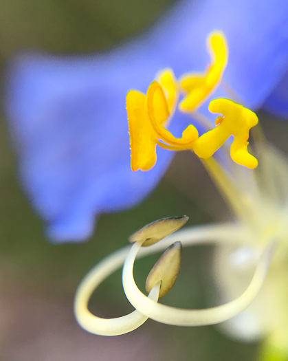 stamen