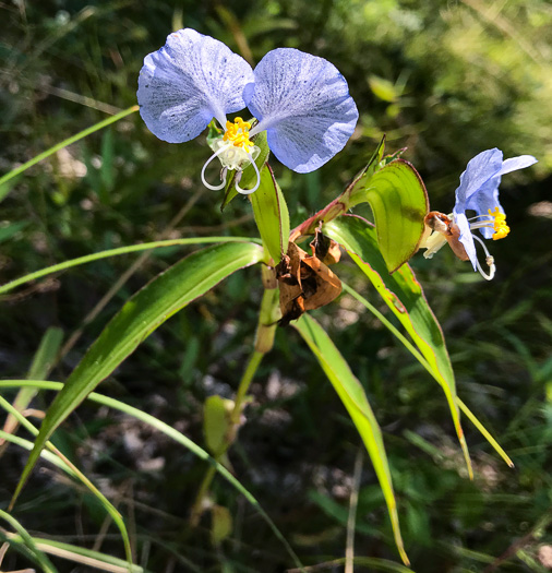 image of Commelina erecta var. erecta, Erect Dayflower, Slender Dayflower