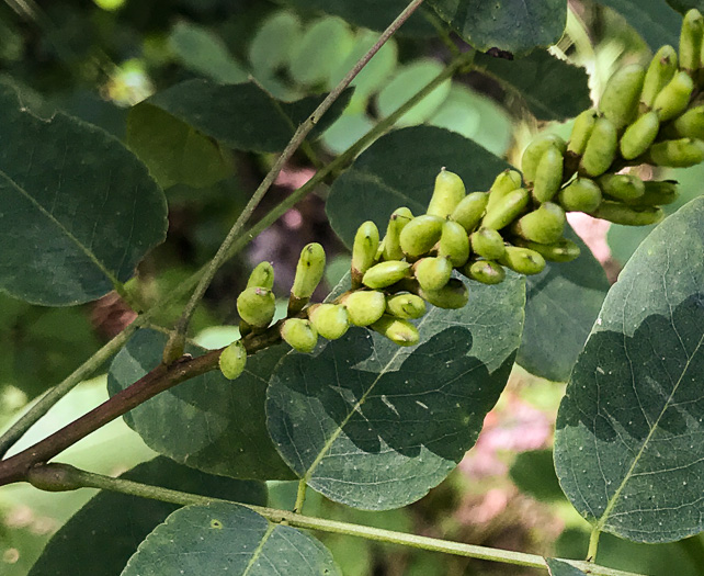 image of Amorpha glabra, Mountain Indigo-bush, Appalachian Indigo-bush, Mountain Indigo, Mountain False Indigo