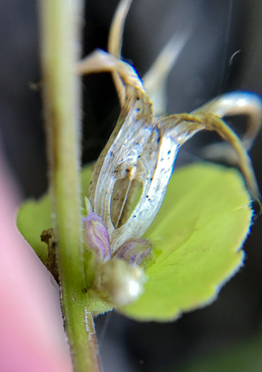 image of Triodanis perfoliata, Clasping Venus's Looking-glass