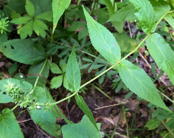 image of Stachys latidens, Broadtooth Hedgenettle