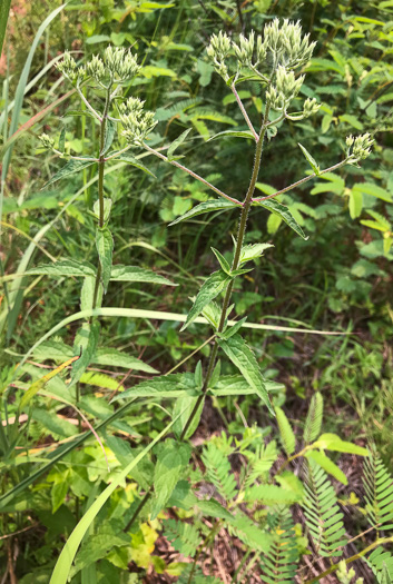 image of Eupatorium fernaldii, Fernald’s Thoroughwort, Fernald’s Eupatorium